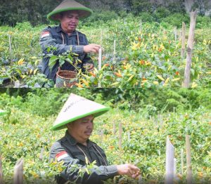 Dukung Petani, Wabup Sintang Panen Cabe di Desa Kenyabur Baru